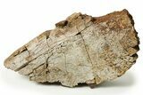 Fossil Dinosaur Partial Limb Bone - Wyoming #280495-1